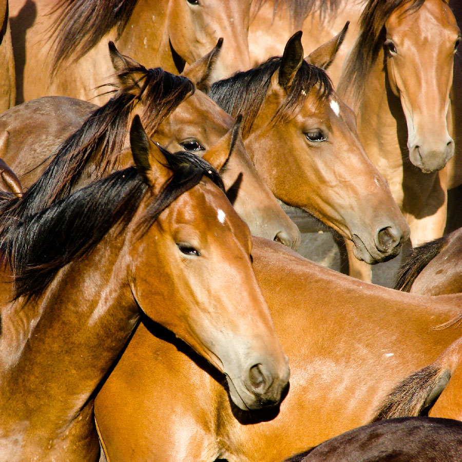 I Cavalli in Maremma