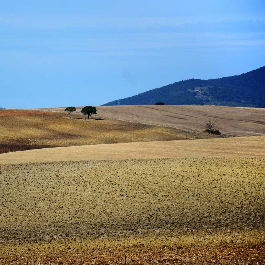 Colline