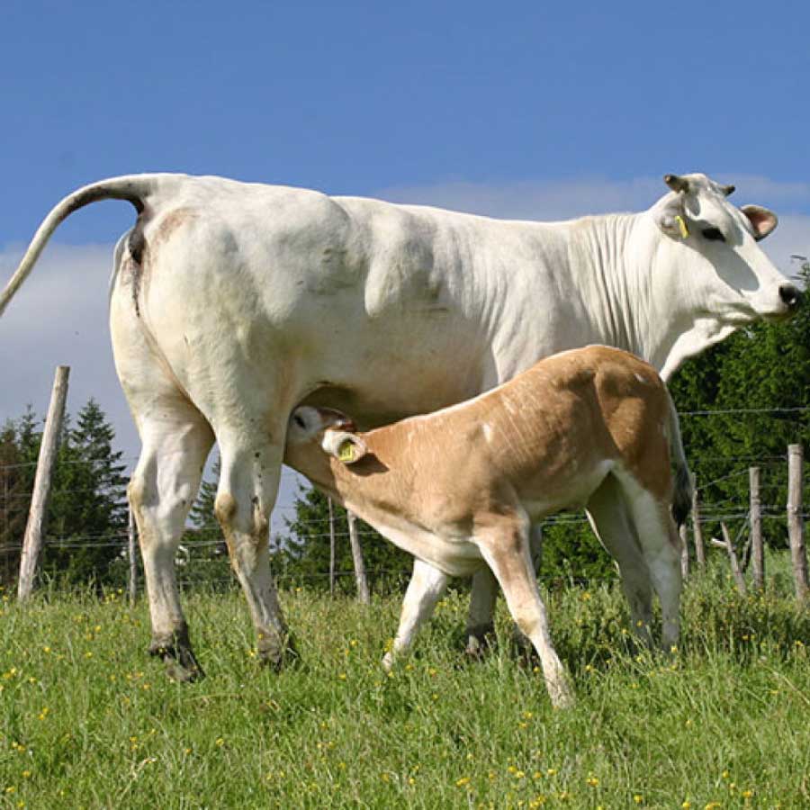 Vacca Chianina