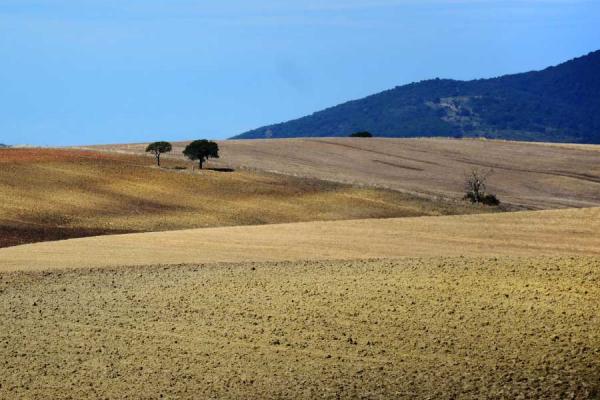 Colline