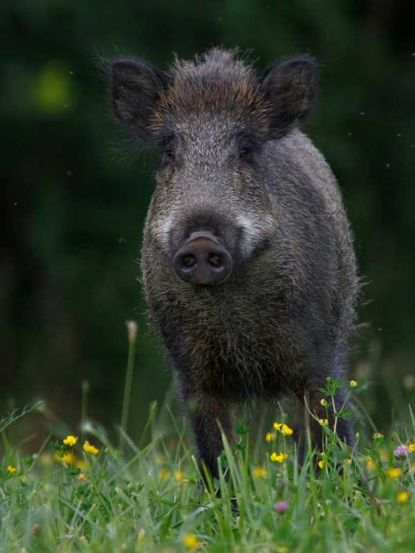 Il Cinghiale